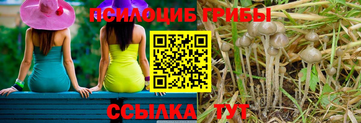 где купить наркоту  Вход с VPN  Барабинск  Галлюциногенные грибы Psilocybine cubensis 
